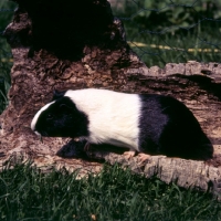 Picture of dutch marked black and white guinea pig on tree bark