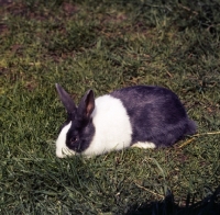 Picture of dutch marked rabbit 
