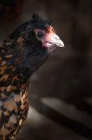 Picture of Dutch owlbeard hen (aka Nederlandse Uilebaard)