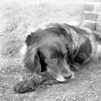 Picture of dutch partridge dog in holland