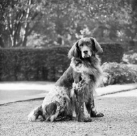 Picture of dutch partridge dog in holland