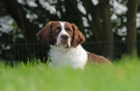 Picture of Dutch Partridge dog lying down