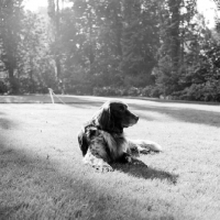 Picture of dutch partridge dog lying in park