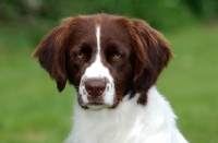 Picture of Dutch Partridge dog portrait