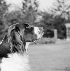 Picture of dutch partridge dog profile