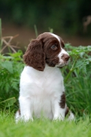 Picture of Dutch Partridge dog, puppy