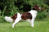 Picture of Dutch Partridge dog side view