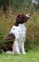 Picture of Dutch Partridge dog sitting