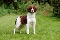 Picture of Dutch Partridge dog standing on grass