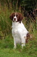 Picture of Dutch Partridge dog