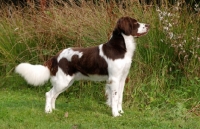 Picture of Dutch Partridge dog