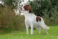 Picture of Dutch Partridge dog