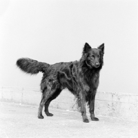 Picture of dutch shepherd dog in holland