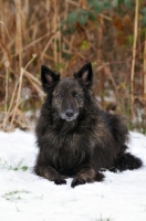 Picture of Dutch Shepherd Dog Longhaired, lying in snow