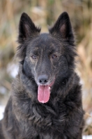 Picture of Dutch Shepherd Dog, portrait