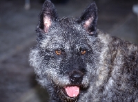 Picture of dutch shepherd dog portrait