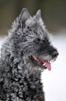 Picture of Dutch Shepherd Dog, rough haired, portrait