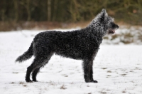 Picture of Dutch Shepherd Dog, rough haired