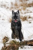 Picture of Dutch Shepherd Dog, rough haired, in winter