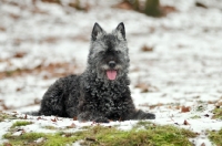 Picture of Dutch Shepherd Dog, rough haired, in winter, lying down
