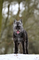 Picture of Dutch Shepherd Dog, rough haired