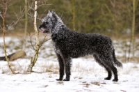 Picture of Dutch Shepherd Dog, rough haired, side view