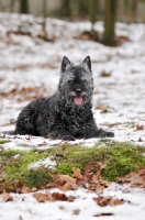 Picture of Dutch Shepherd Dog, rough haired, in winter