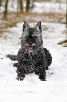 Picture of Dutch Shepherd Dog, rough haired