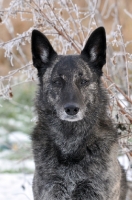 Picture of Dutch Shepherd Dog, shorthaired, portrait