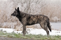Picture of Dutch Shepherd Dog, shorthaired