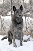 Picture of Dutch Shepherd Dog, shorthaired