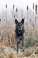 Picture of Dutch Shepherd Dog, shorthaired