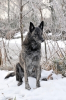 Picture of Dutch Shepherd Dog, shorthaired, in snow