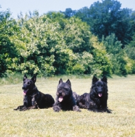 Picture of Dutch Shepherd Dogs showing smooth coat, wire coat and long coat