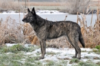 Picture of Dutch Shepherd Dog