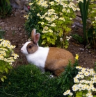 Picture of dutch tortoiseshell rabbit