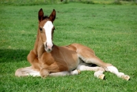 Picture of Dutch Warm Blood foal