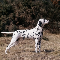 Picture of duxfordham white hope, dalmatian standing on grass