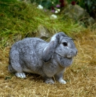 Picture of dwarf lop eared rabbit in a garden