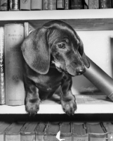 Picture of Dyoung dachshund in bookcase