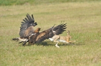 Picture of eagle catching hare