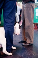 Picture of EBT Puppy standing inbetween owner's legs at Crufts 2012