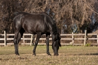 Picture of Egyptian Arab grazing in field