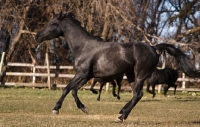 Picture of Egyptian Arab in field