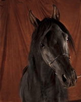 Picture of Egyptian Arabian, brown background