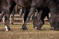 Picture of Egyptian Arabian grazing