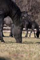Picture of Egyptian Arabian grazing