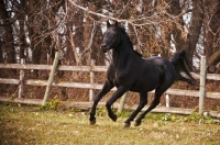 Picture of Egyptian Arabian in field