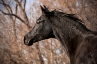 Picture of Egyptian Arabian profile