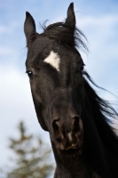 Picture of Egyptian Arabian